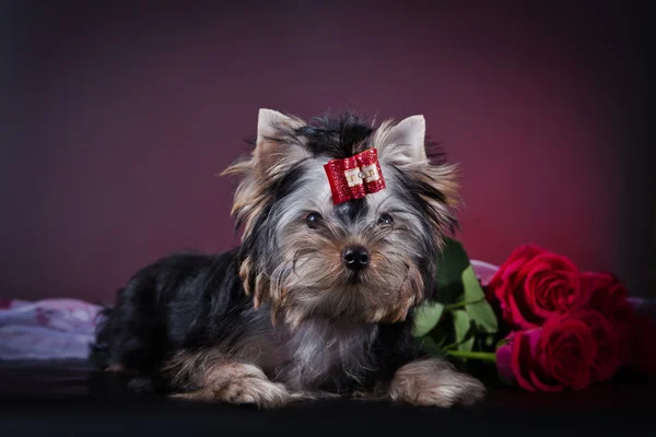 Yorkshire terrier welpe — Stockfoto