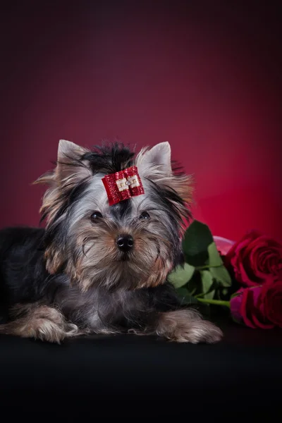 ลูกสุนัข Yorkshire Terrier — ภาพถ่ายสต็อก