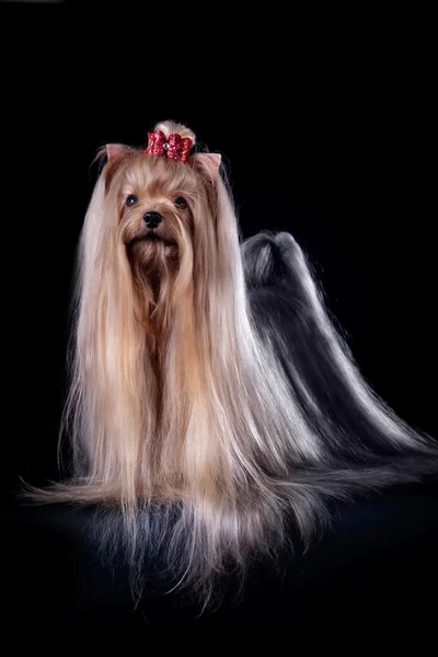 Yorkshire Terrier chien — Photo