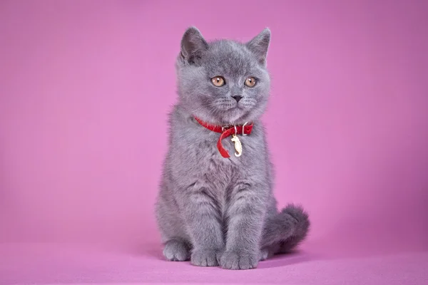 Gattino britannico su sfondo colorato — Foto Stock