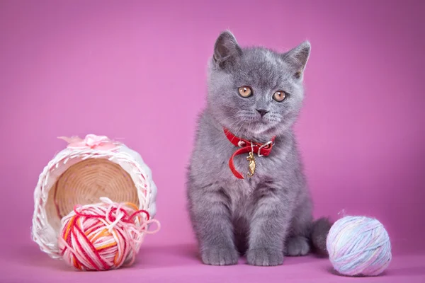 Gatinho britânico em um fundo colorido — Fotografia de Stock