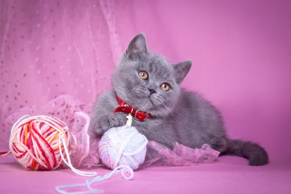 Gatinho britânico em um fundo colorido — Fotografia de Stock