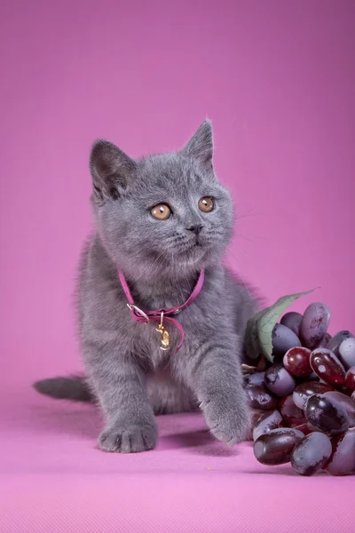 British kitten on a colored background — Stock Photo, Image