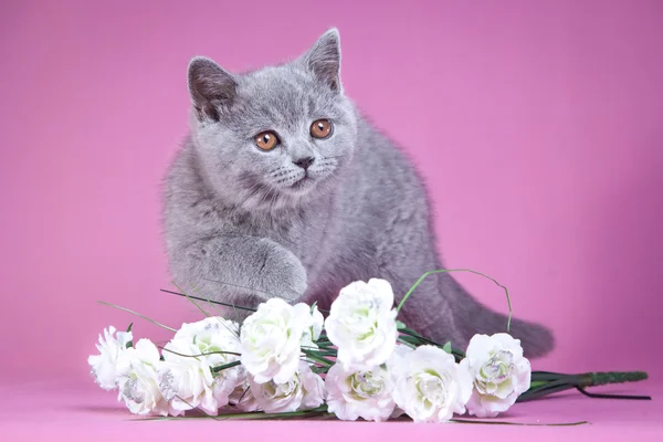 Brittiläinen kissanpentu värillisellä taustalla — kuvapankkivalokuva