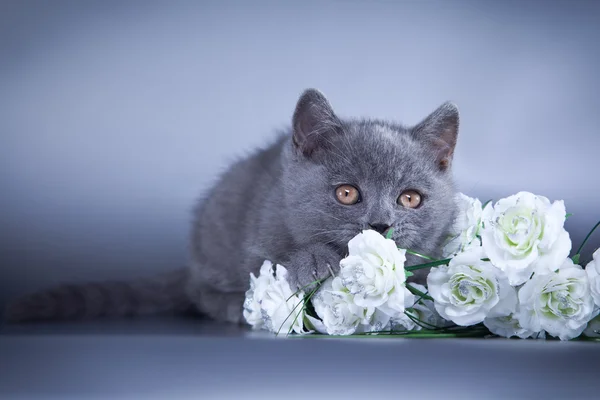 Britse kitten op een gekleurde achtergrond — Stockfoto