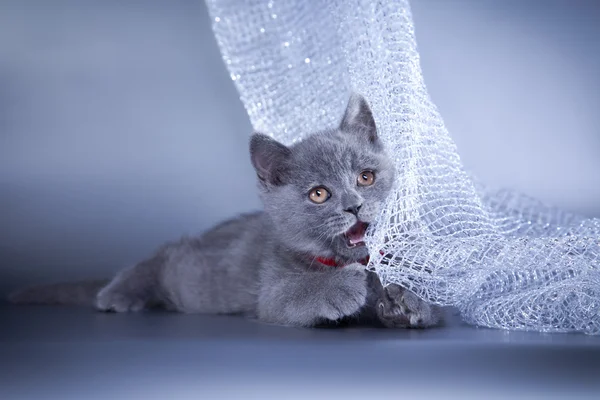 British kitten on a colored background — Stock Photo, Image