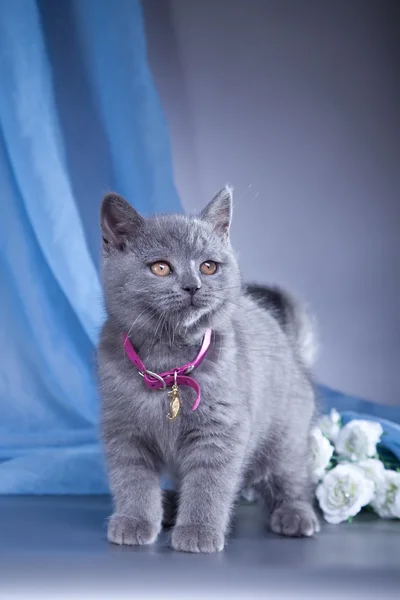 Britse kitten op een gekleurde achtergrond — Stockfoto