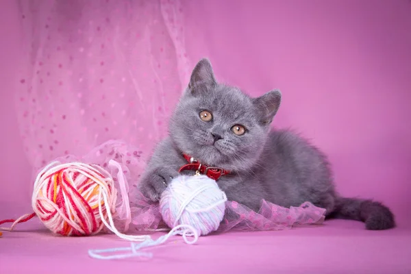 British kitten on a colored background — Stock Photo, Image