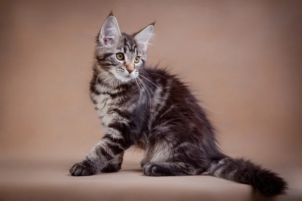 Maine coon cat em um fundo colorido — Fotografia de Stock