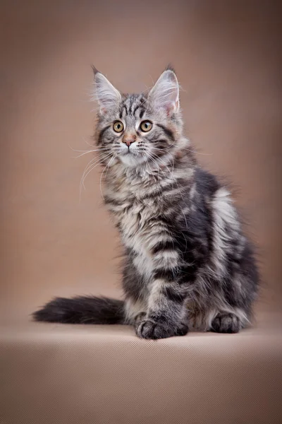 Maine coon gato sobre un fondo de color —  Fotos de Stock