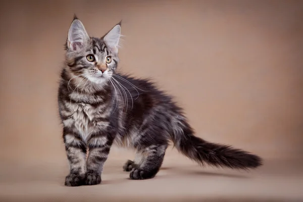 Maine coon gato sobre un fondo de color — Foto de Stock