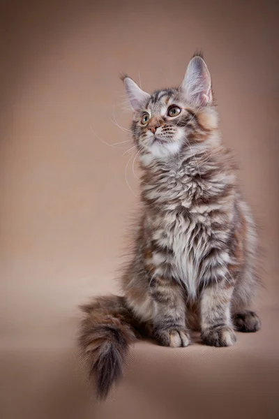 Maine coon cat on a colored background — Stock Photo, Image