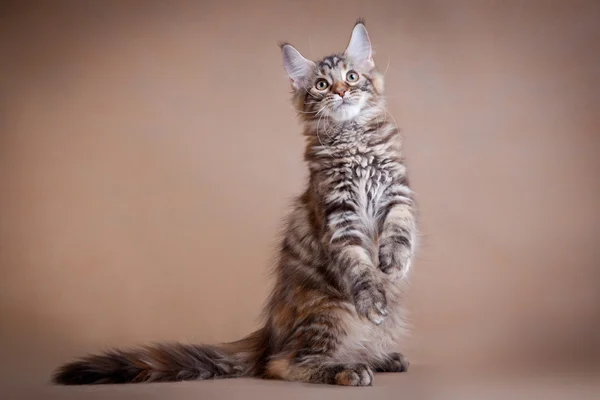 Maine coon cat on a colored background — Stock Photo, Image