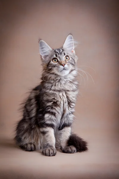 Maine coon gato sobre un fondo de color — Foto de Stock