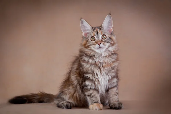 Maine coon gato sobre un fondo de color — Foto de Stock