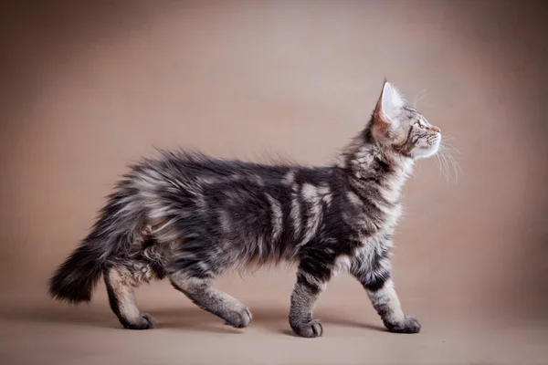 Maine coon cat on a colored background — Stock Photo, Image