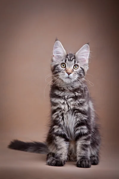 Maine coon gato sobre un fondo de color — Foto de Stock