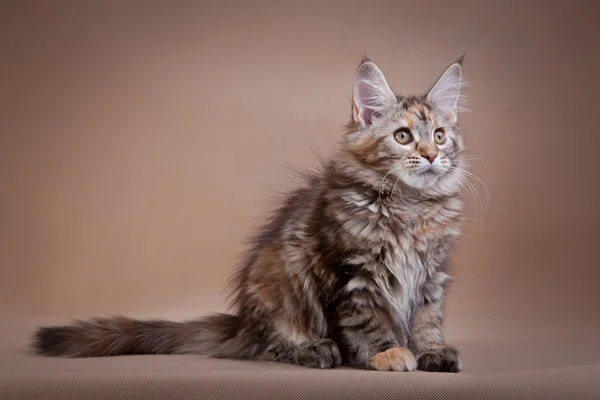 Maine coon gato sobre un fondo de color — Foto de Stock