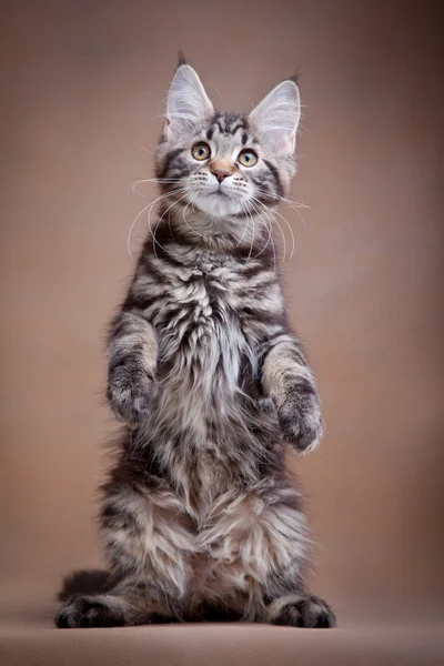 Maine coon cat on a colored background — Stock Photo, Image