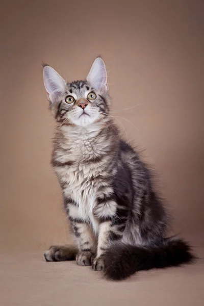 Maine coon gato sobre un fondo de color —  Fotos de Stock