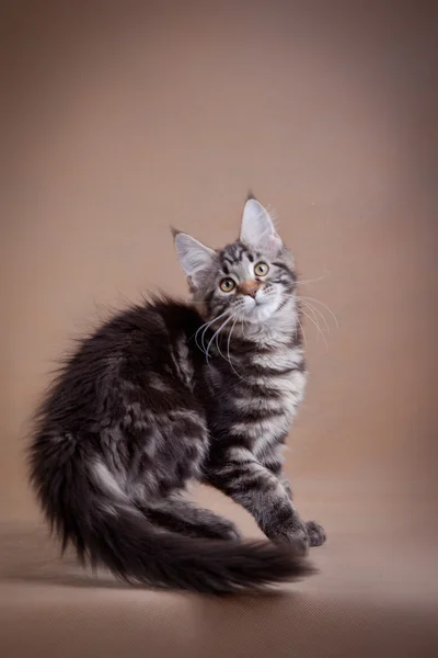 Maine coon cat on a colored background — Stock Photo, Image