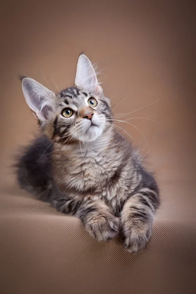 Maine coon kat op een gekleurde achtergrond — Stockfoto