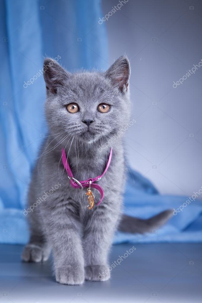 Renkli bir arka plan üzerinde İngiliz yavru kedi — Stok Foto