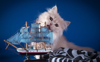 Renkli bir arka plan üzerinde İngiliz yavru kedi