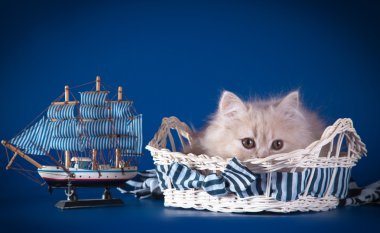 Renkli bir arka plan üzerinde İngiliz yavru kedi