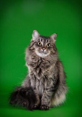 Maine coon kedi renkli bir arka plan üzerinde