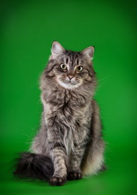 Maine coon kedi renkli bir arka plan üzerinde