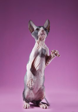 Sphynx kittenSphynx kedi yavrusu