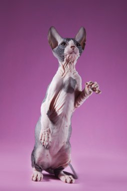 Sphynx kittenSphynx kedi yavrusu