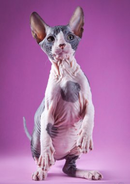 Sphynx kittenSphynx kedi yavrusu