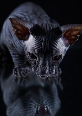 Sphynx kittenSphynx kedi yavrusu