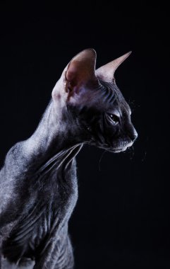 Sphynx kittenSphynx kedi yavrusu