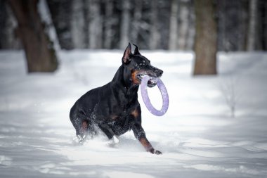 Karda oynayan Doberman köpek