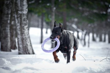Karda oynayan Doberman köpek
