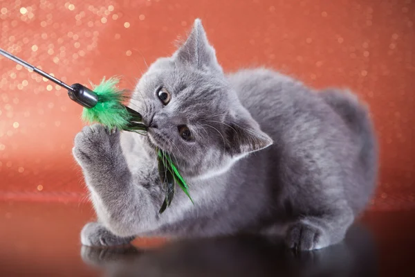 British kitten on a colored background — Stock Photo, Image