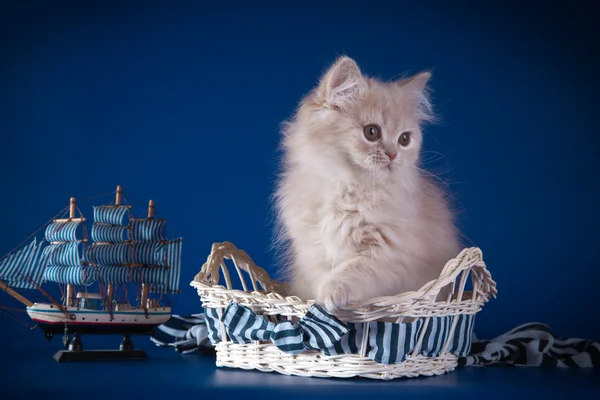 Renkli bir arka plan üzerinde İngiliz yavru kedi — Stok fotoğraf