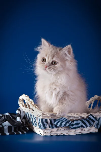 Renkli bir arka plan üzerinde İngiliz yavru kedi — Stok fotoğraf