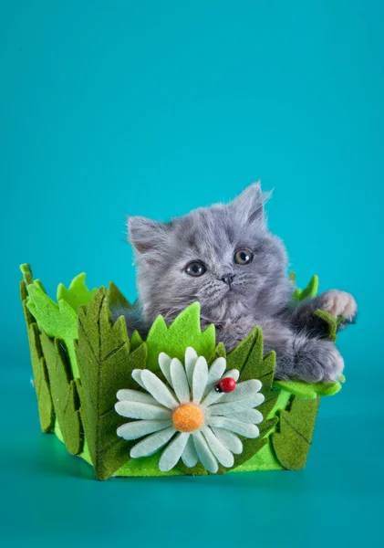 British kitten on a colored background — Stock Photo, Image