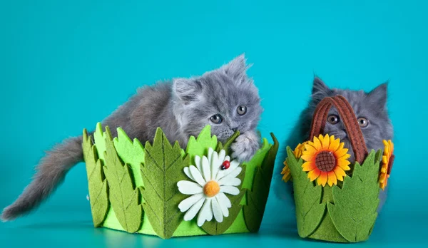 Gattino britannico su sfondo colorato — Foto Stock