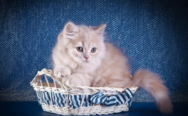 Renkli bir arka plan üzerinde İngiliz yavru kedi — Stok fotoğraf