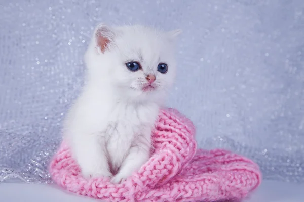 Βρετανική άσπρο γατάκι σε έγχρωμο φόντο — Φωτογραφία Αρχείου