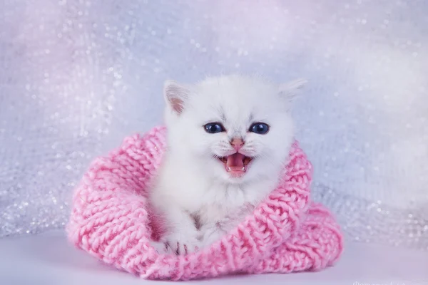 Gattino bianco britannico su sfondo colorato — Foto Stock
