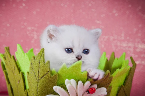 Gattino bianco britannico su sfondo colorato — Foto Stock