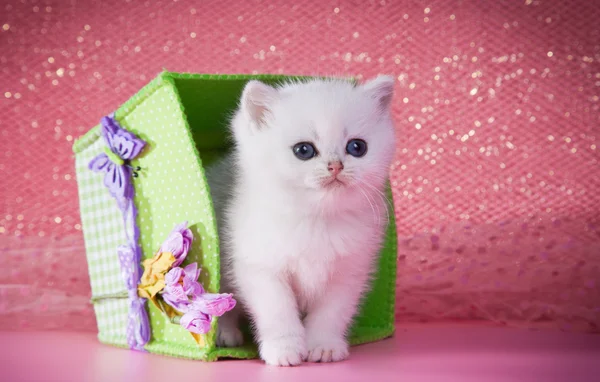 Gattino bianco britannico su sfondo colorato — Foto Stock