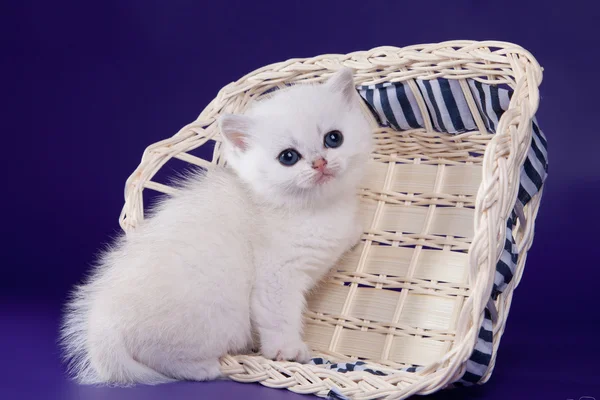 Gatinho branco britânico em um fundo colorido — Fotografia de Stock