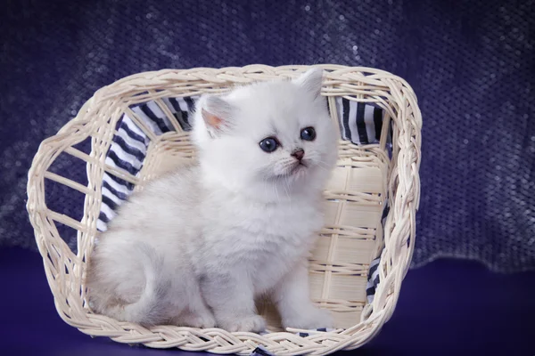 Gatinho branco britânico em um fundo colorido — Fotografia de Stock